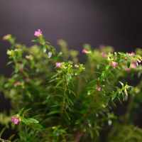 купея 38 крона